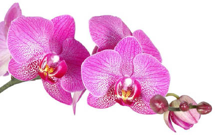 ORCHIDS Handbook A Practical Guide to the Care and Cultivation of 40 Popular - photo 3