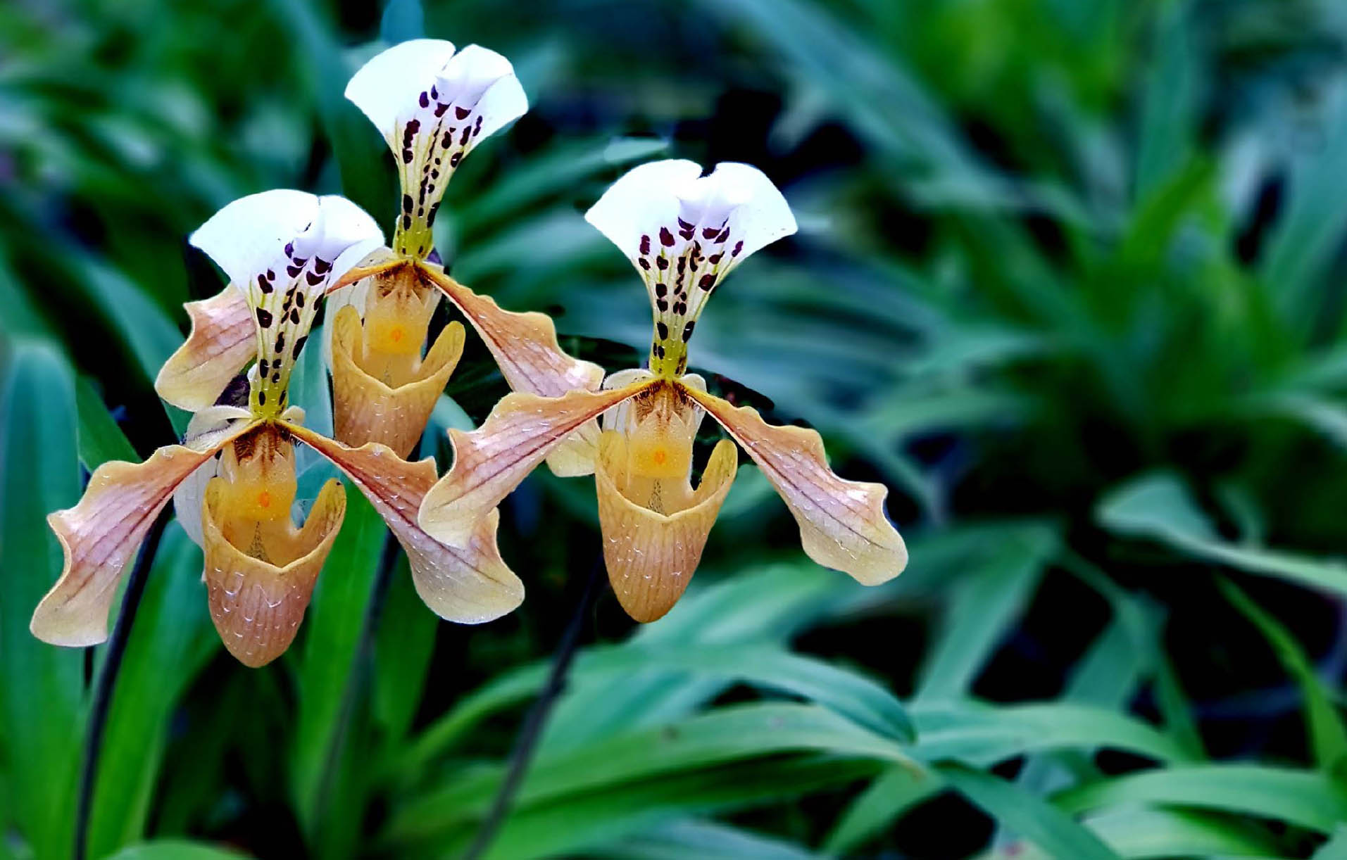 Paphiopedilum gratrixium an easy-growing vigorous widely cultivated species - photo 5