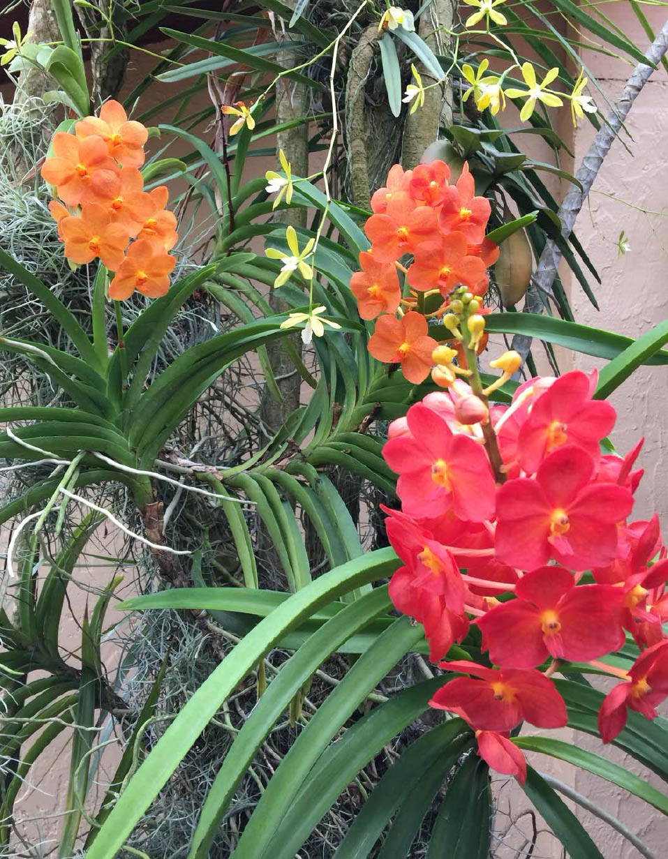 Miniature Vanda hybrids and Encyclia tampensis grow happily side by side in a - photo 7