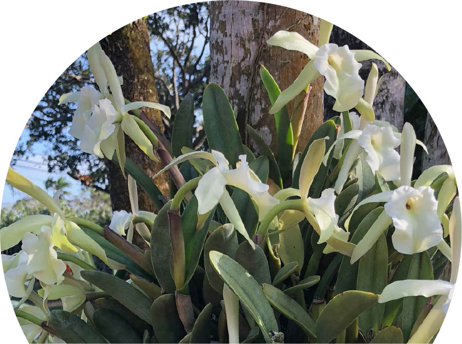 Rhyncolaelia glauca growing in a tropical garden in Florida Part One - photo 10