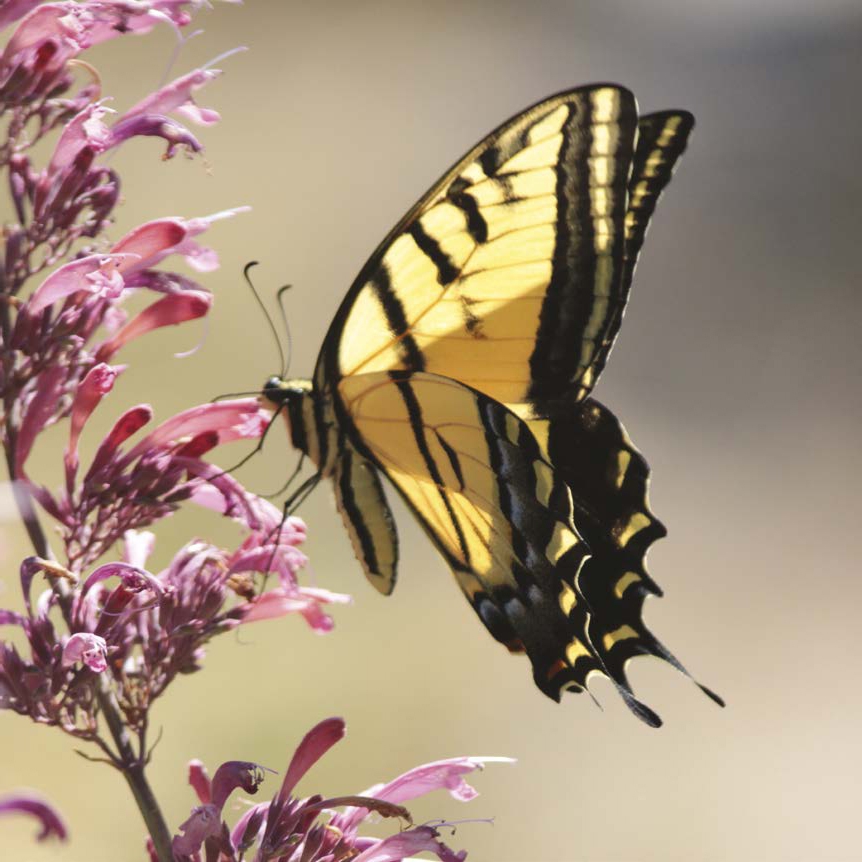 Butterfly Pollinators Needed Many insects can also be pollinators although - photo 16