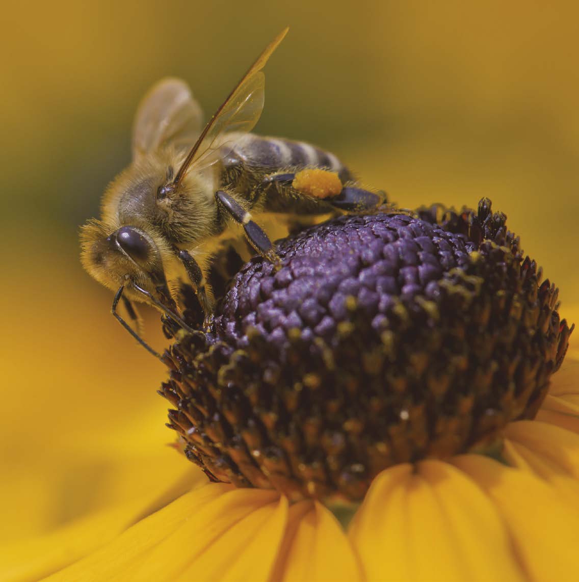 The Three Bees There are three different types of bees Worker bees are the - photo 2