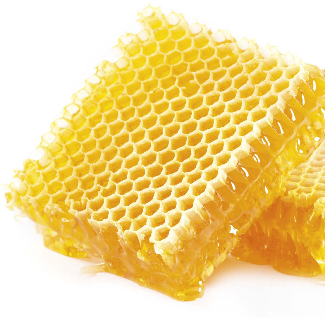 Honeycomb Honey is stored in honeycomb A WORLD WITHOUT BEES Why Are Bees So - photo 5