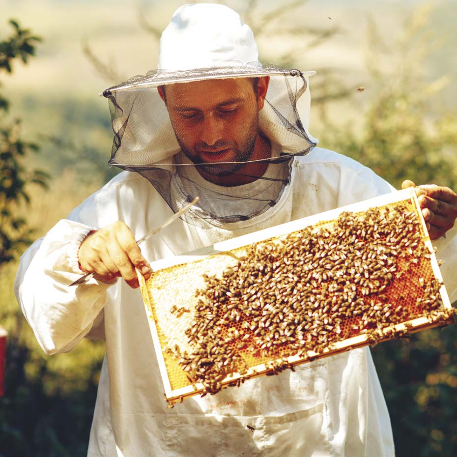 A Beekeeper Collecting Honey Honeypot Ants There are other insects like - photo 12