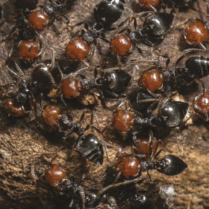 Honeypot Ants There are other insects like honeypot ants that also make - photo 13