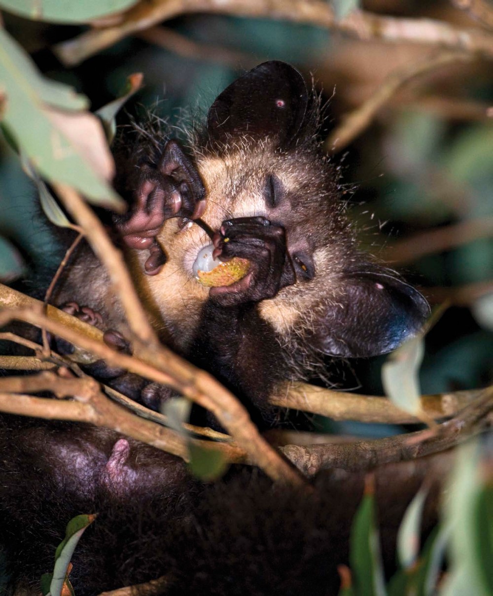 THE AYE-AYES BIG HANDS HELP IT HOLD SECURELY ONTO A TREE BRANCH WITH ONE HAND - photo 5