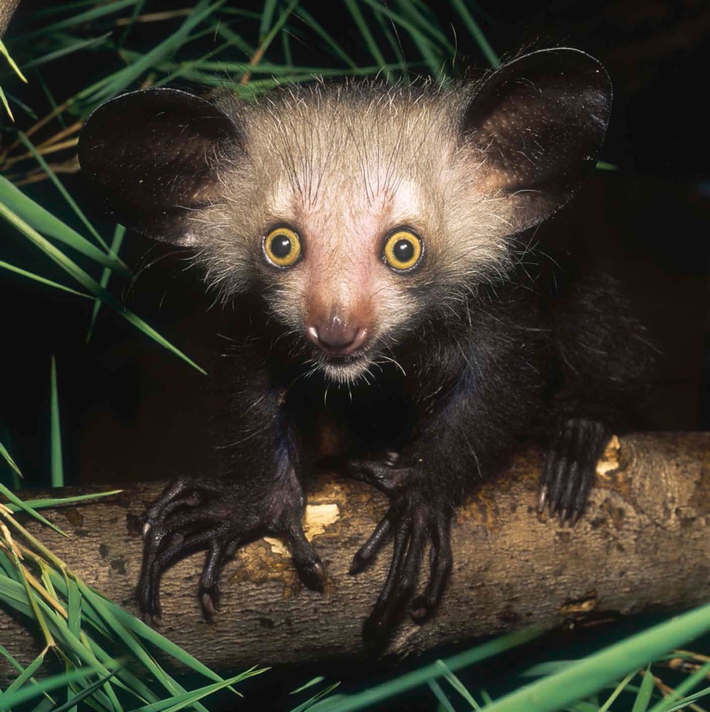 THE AYE-AYES SCIENTIFIC NAME IS DAUBENTONIA MADAGASCARIENSIS ITS A LOT EASIER - photo 2