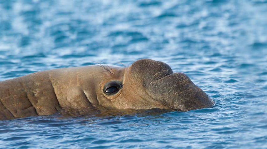 STRANGE BUT TRUE During the months elephant seals are in the ocean they may - photo 5