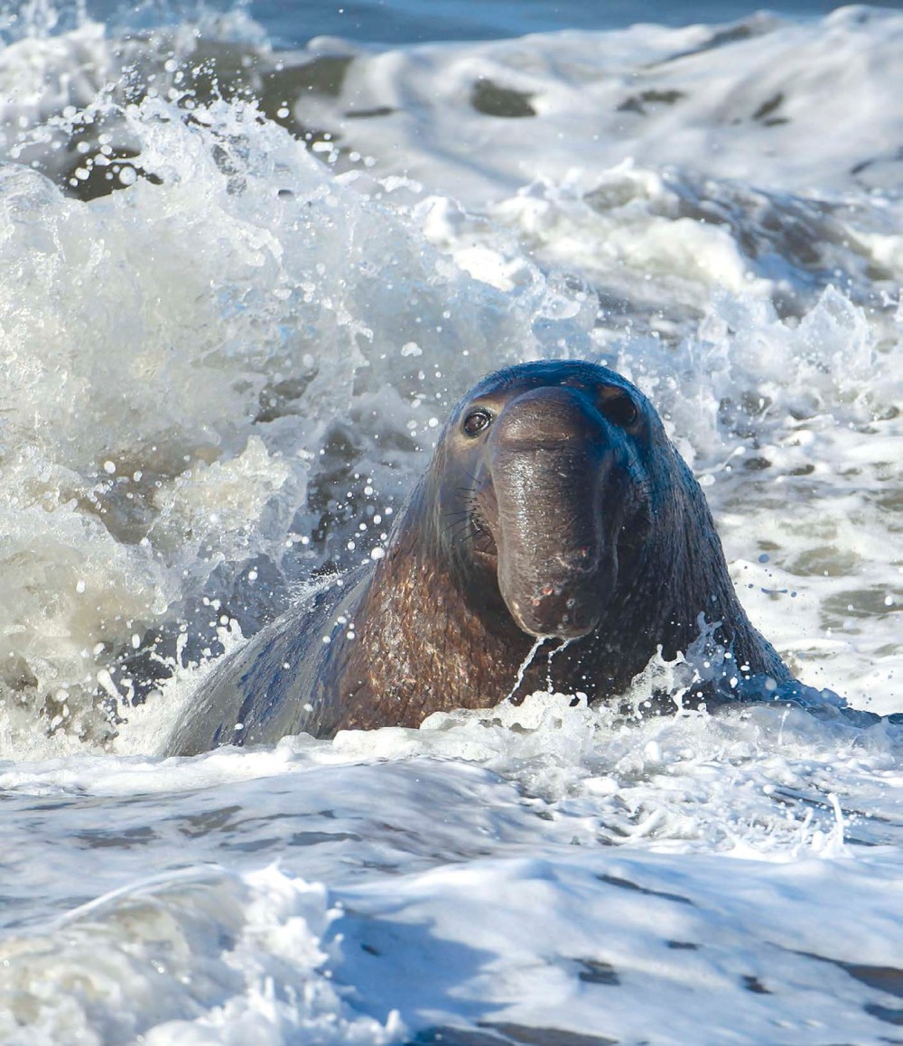 ELEPHANT SEALS USUALLY SPEND JUST A FEW MINUTES AT THE SURFACE OF THE WATER - photo 6