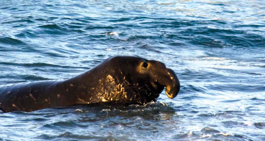 STRANGE BUT TRUE If youre lucky enough to see a male elephant seal surface - photo 9