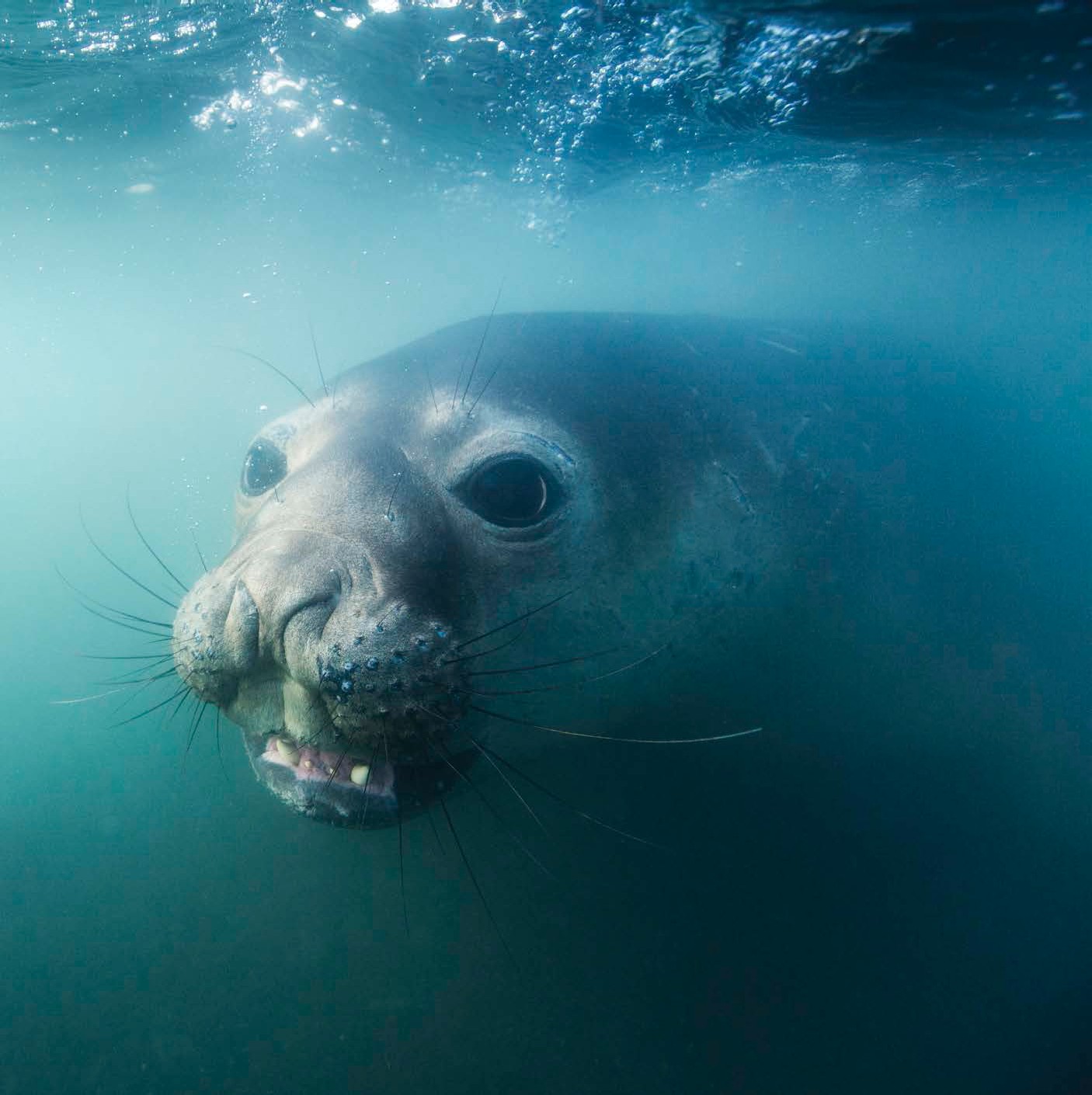 MOST ELEPHANT SEAL DIVES LAST ABOUT 30 MINUTES AND DONT GO DEEPER THAN 2625 - photo 10