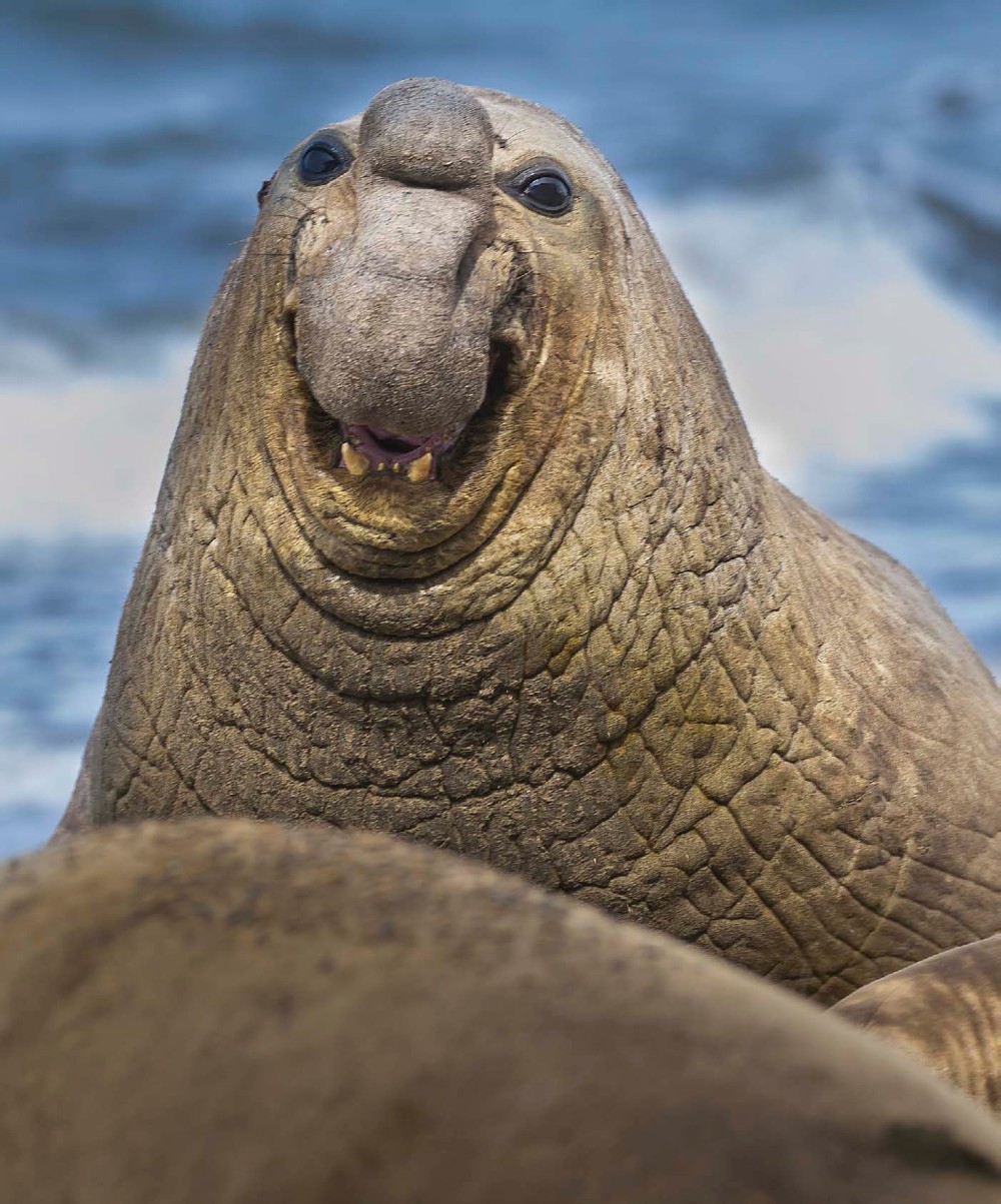 ELEPHANT SEALS ARE ALSO KNOWN AS SEA ELEPHANTS ABOUT THAT SNOUT The male - photo 2