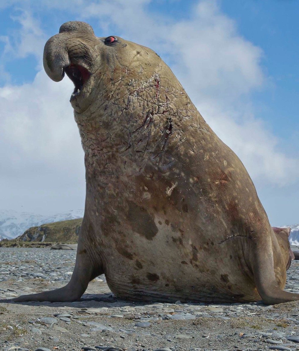 BY INFLATING HIS NOSE THE MALE ELEPHANT SEAL CAN CREATE CALLS THAT CAN BE - photo 3