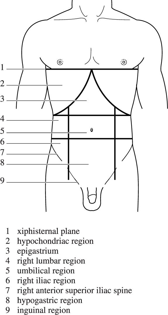 Regions of the abdomen Contents The principal contents of the abdominal - photo 3