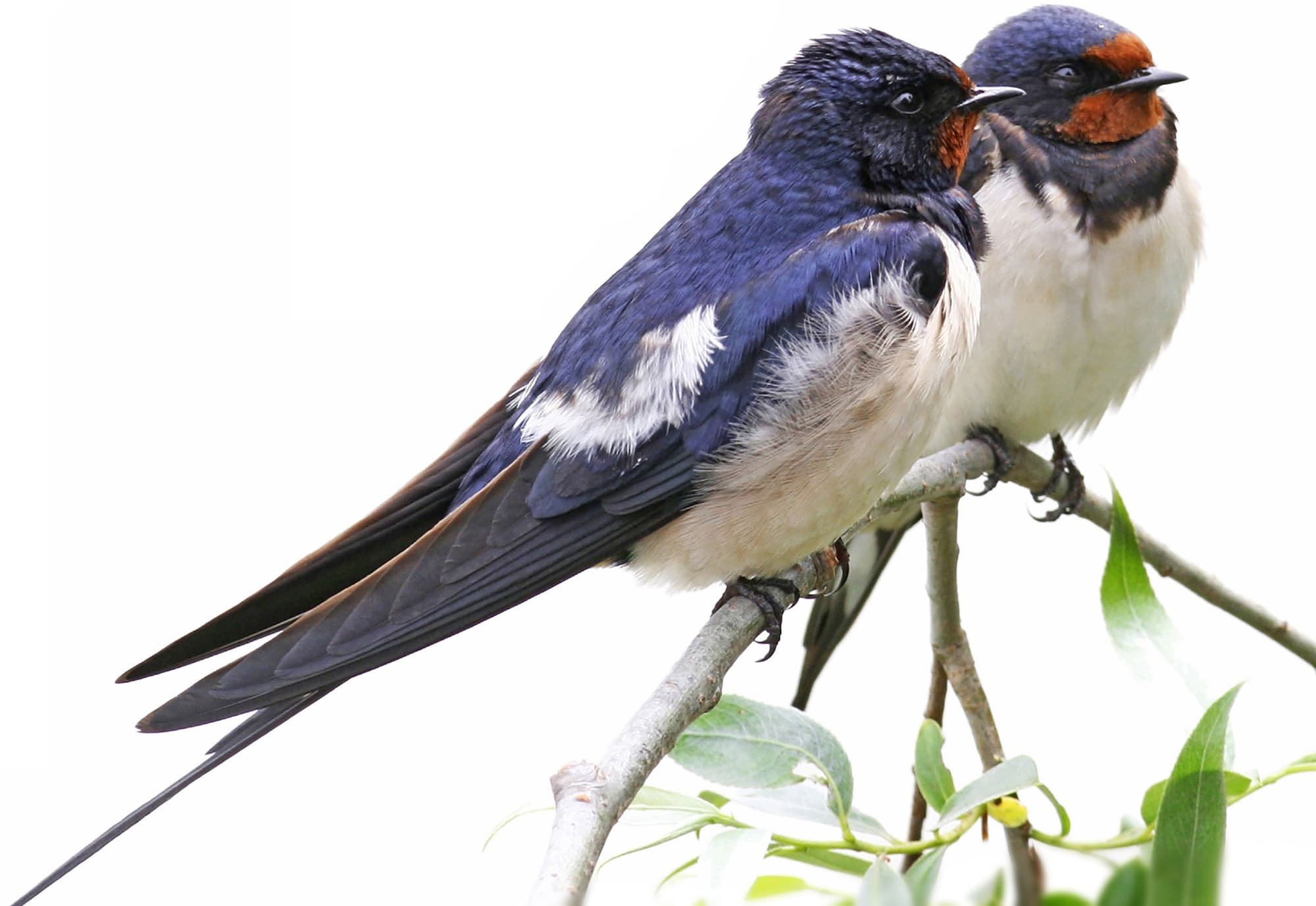 INTRODUCTION Bird family life can look rosy from the long-term pair-bonds of - photo 4