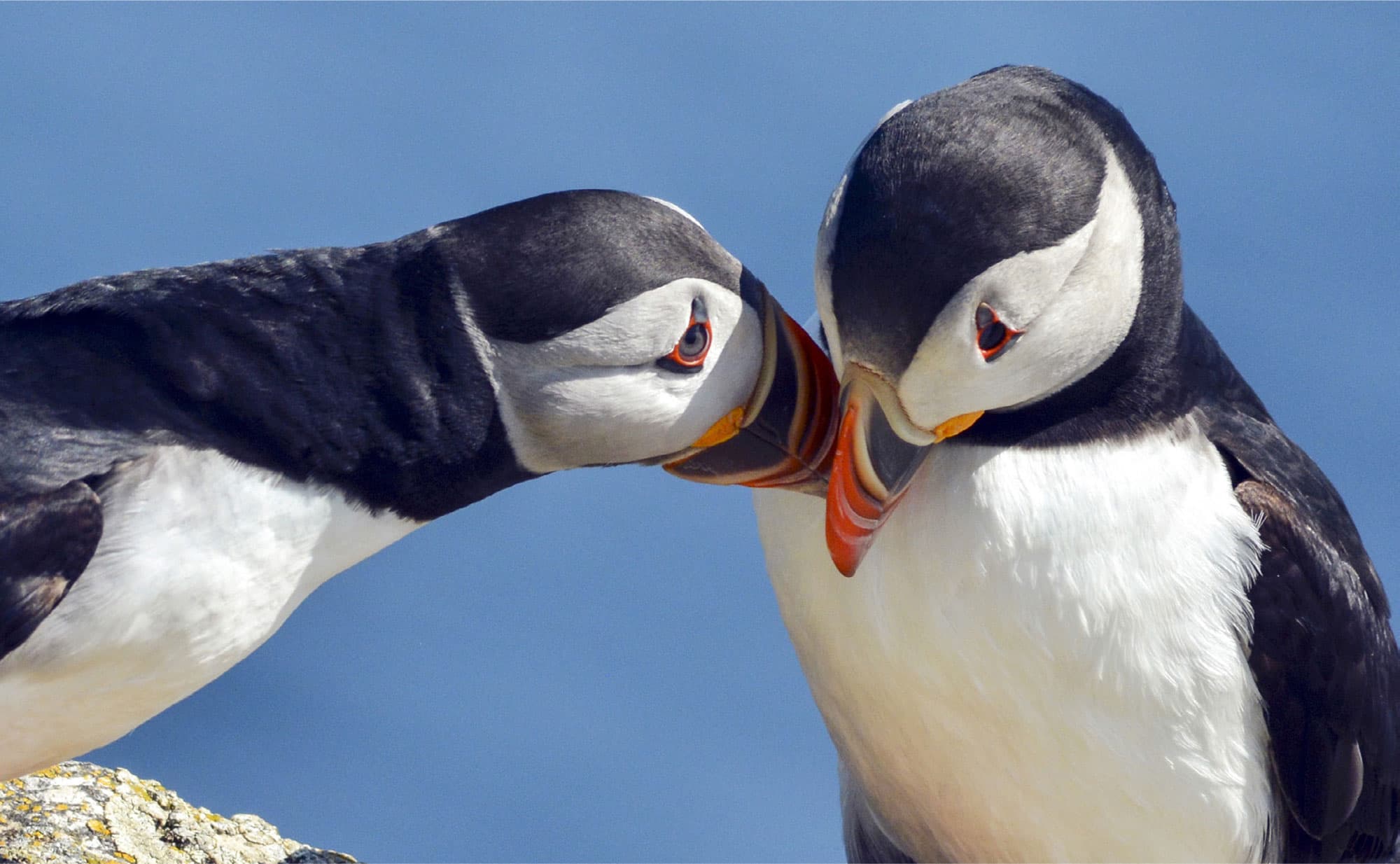 Monogamy is the best reproductive strategy for Atlantic puffins This book is - photo 5