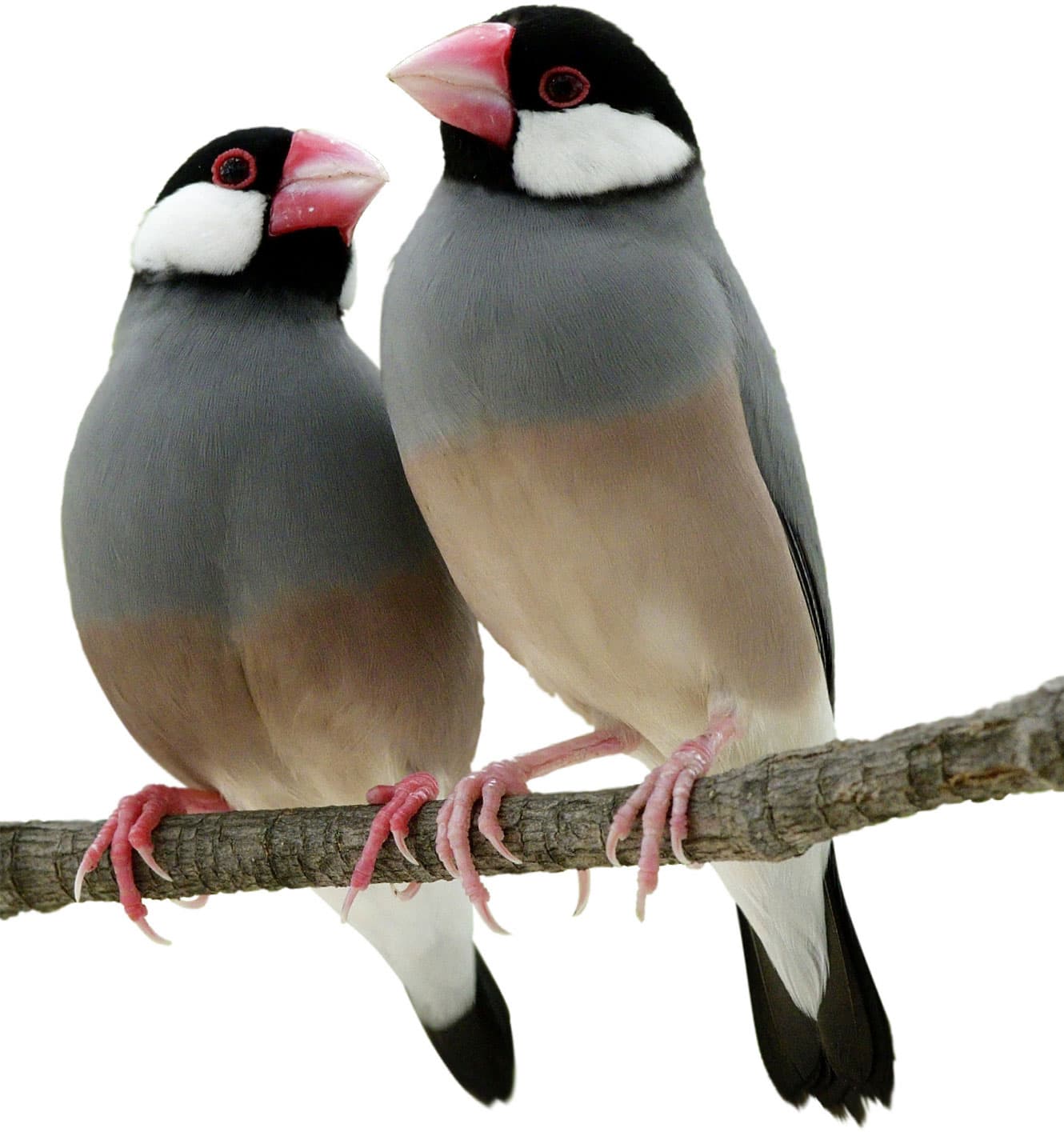 Male and female Java sparrows look very similar but only the male sings - photo 6