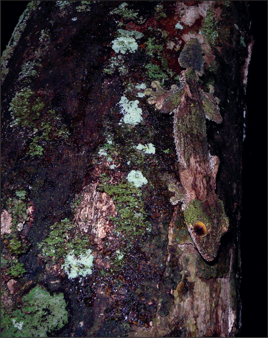 Can you spot the mossy leaf-tailed gecko in this photo Credit Frank Vassen - photo 10