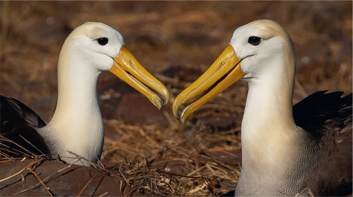 Waved Albatross pair on Isla Espaola Galpagos Birding in Ecuador is a - photo 4