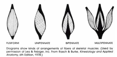 Muscle Fiber Arrangement Muscles are an arrangement of muscle cells-called - photo 2