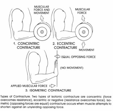 Tissue Leverage Called interstitial leverage mechanical advantages are - photo 3