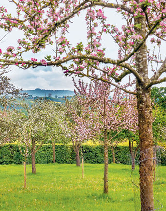 The Shire in all its glory What is cider In fairly dry terms cider can - photo 6