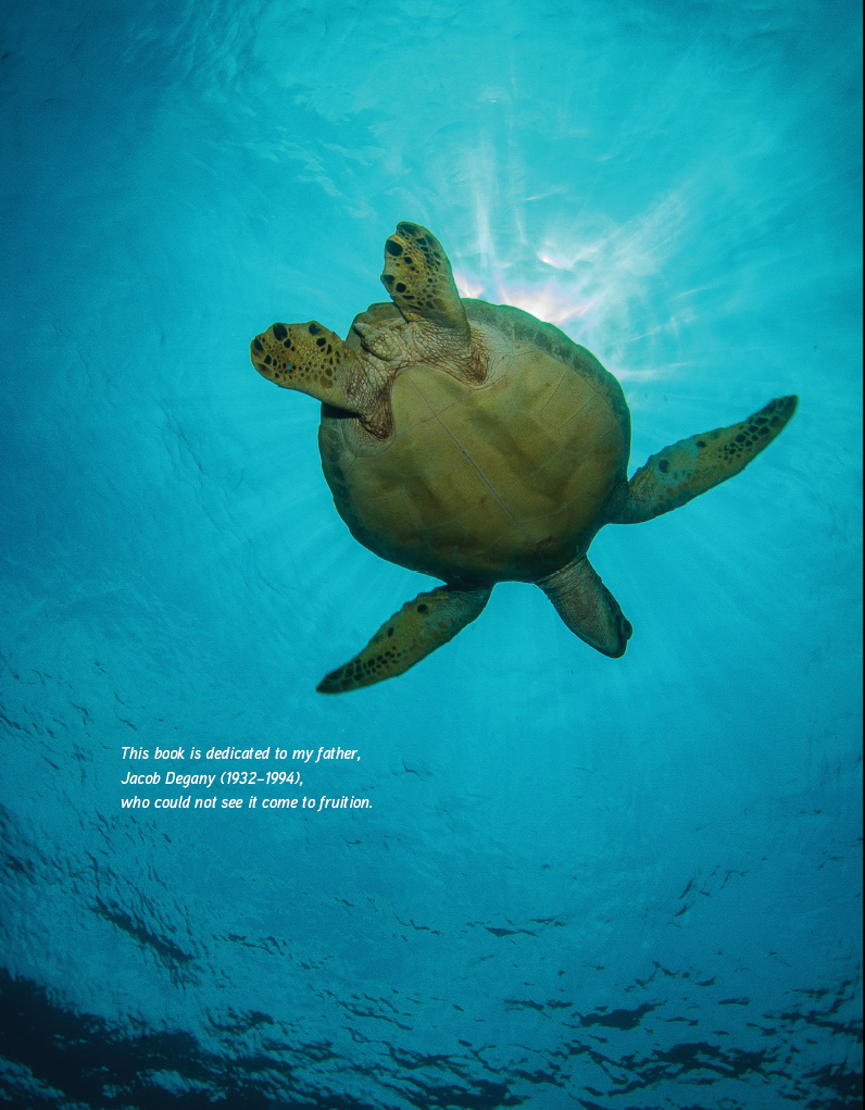 Sea turtle Bunaken Indonesia The sea is everything It covers seven tenths - photo 3