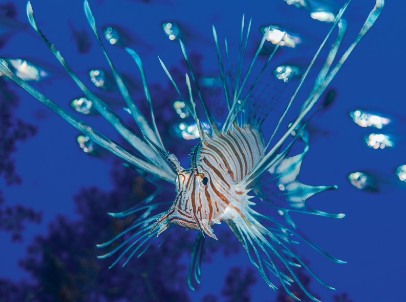 Foraging lionfish Eilat Israel Shuzan held out his short staff and said If - photo 4