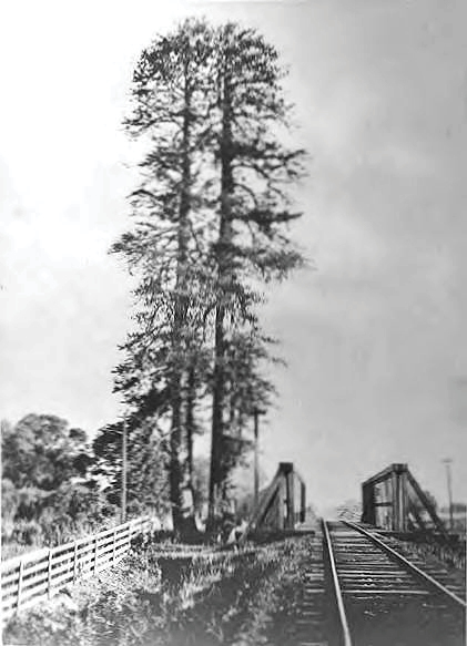 Carleton E Watkins El Palo Alto Tree ca 1878 Guy Miller Archives Palo - photo 2