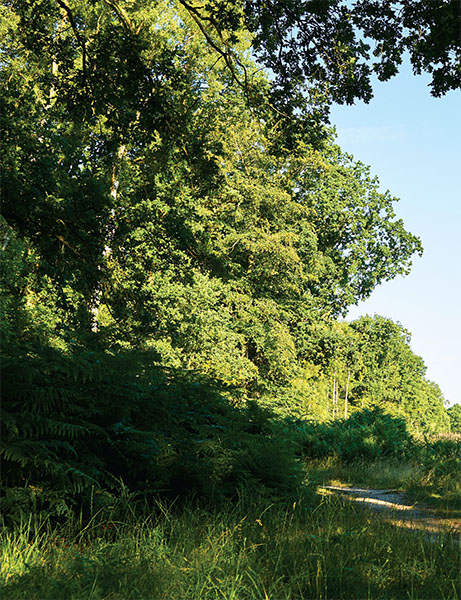 Theres nothing quite like the British countryside An idyllic sunny day - photo 13