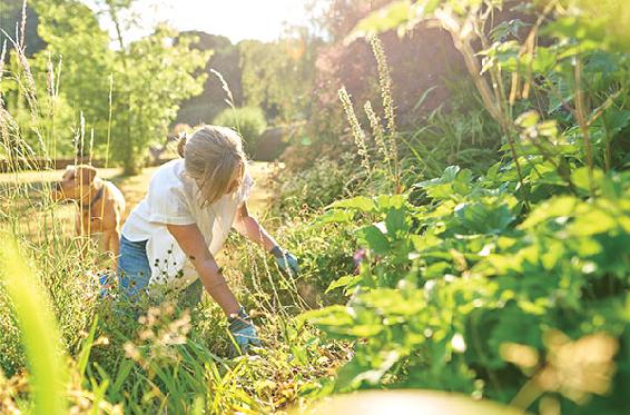 The ancient rural kitchen garden and the timeless classic skill in caring for - photo 15