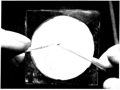 FRONTISPIECEOperating on a newts embryo The embryo lies in a glass dish - photo 2