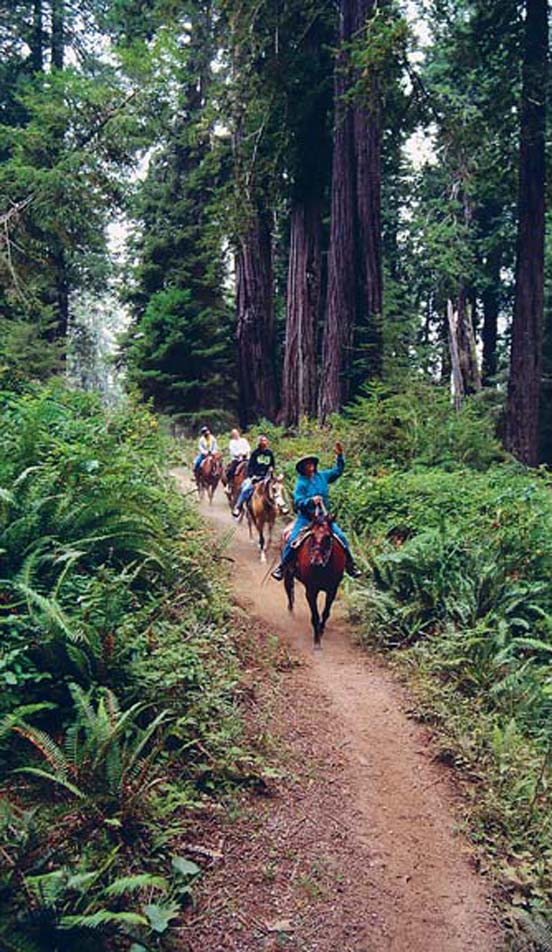 Horseback riding Redwood National Park LEE FOSTERLONELY PLANET IMAGES - photo 9