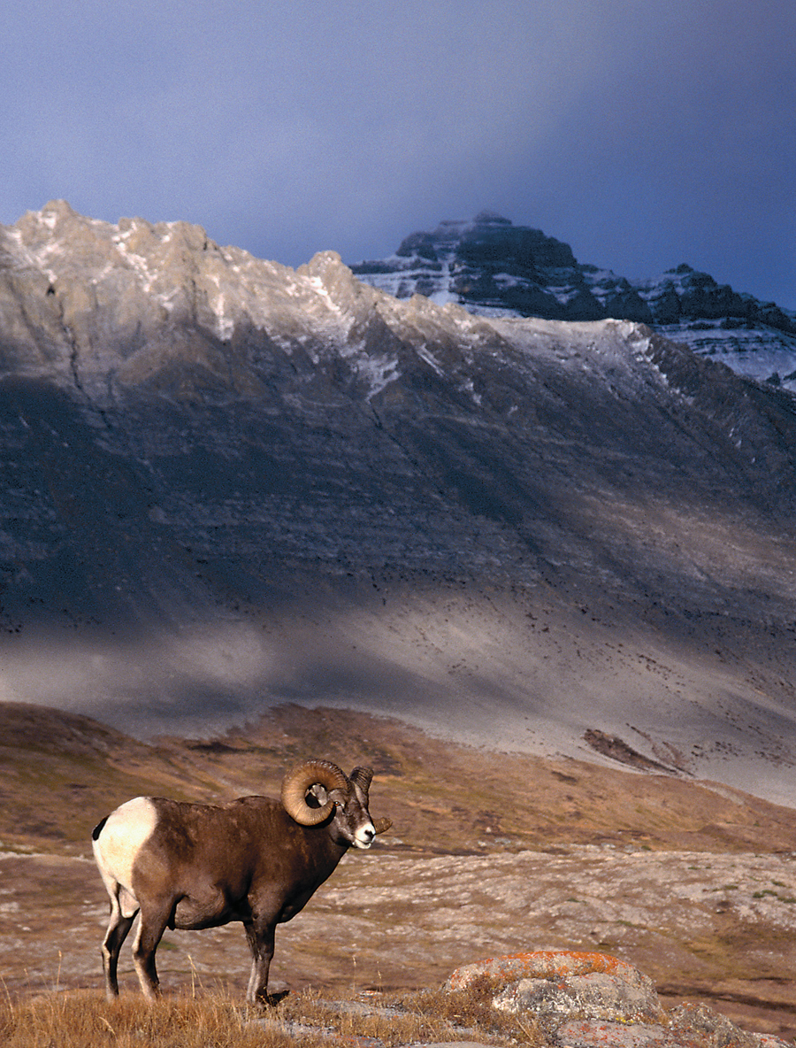 Bighorn sheep Jasper National Park MARK NEWMANLONELY PLANET IMAGES - photo 5