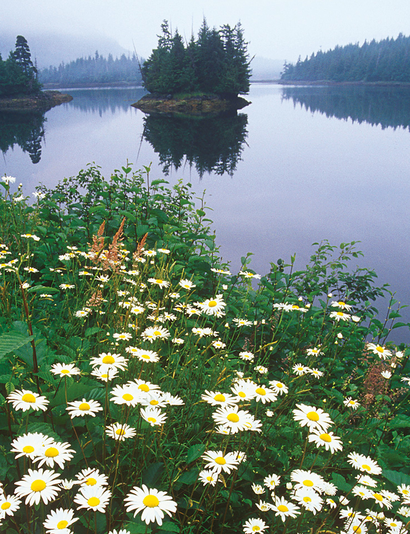 Daisies along the Inside Passage Prince Rupert BC MIKE GRANDMAISONALAMY - photo 6