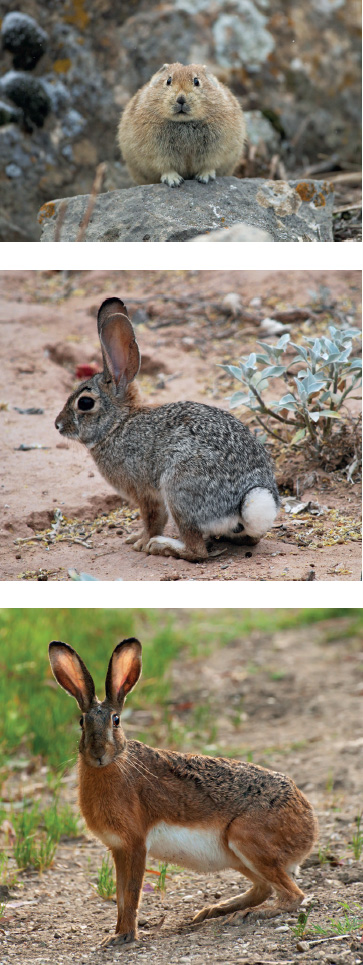 Lagomorphs Pikas Rabbits and Hares of the World EDITED BY Andrew T - photo 1