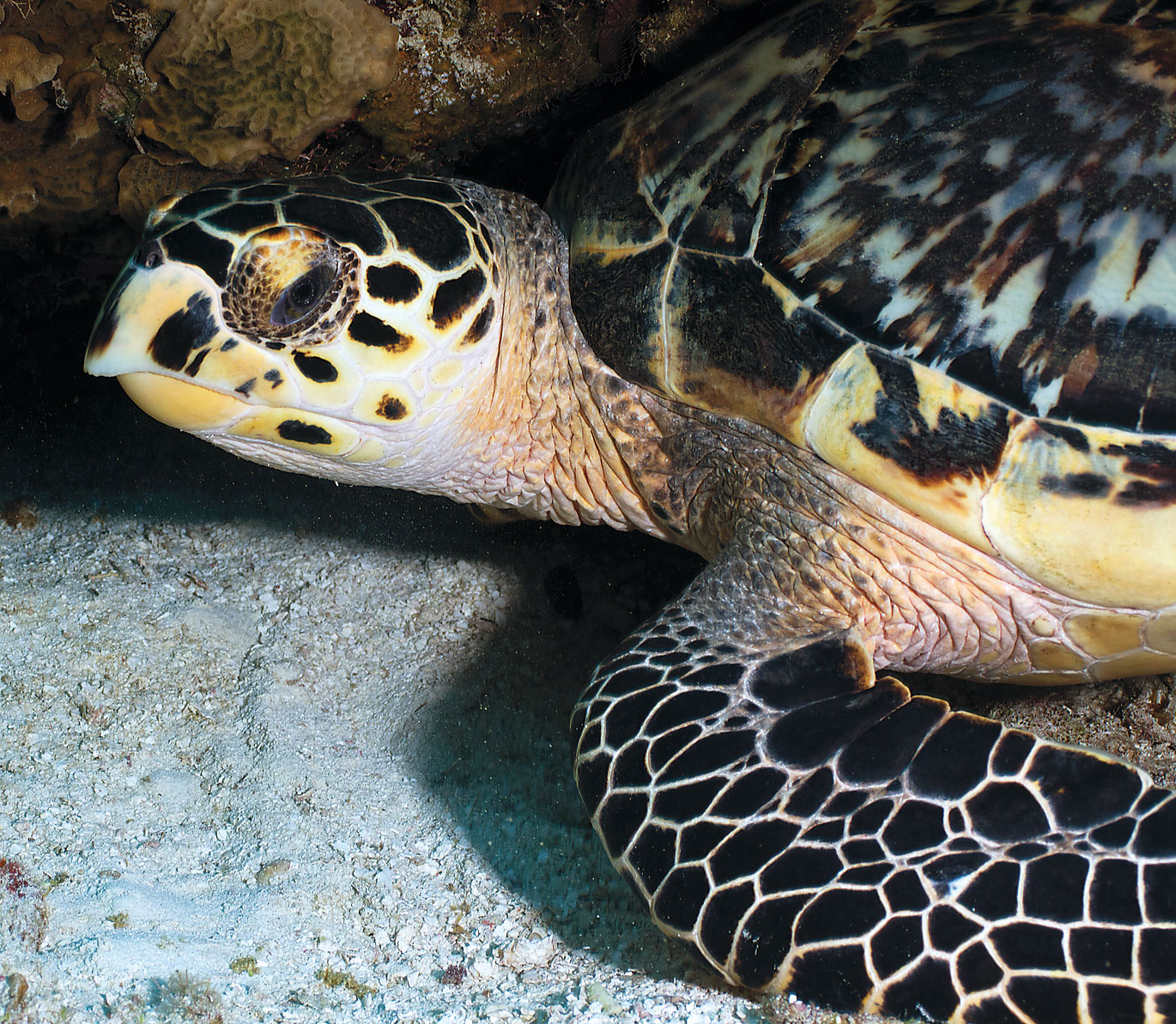 Hawksbill turtle DAN HERRICK LONELY PLANET IMAGES Islander Welcomes A - photo 9