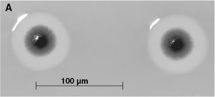 From Daniel G Gibson et al Creation of a Bacterial Cell Controlled by a - photo 2