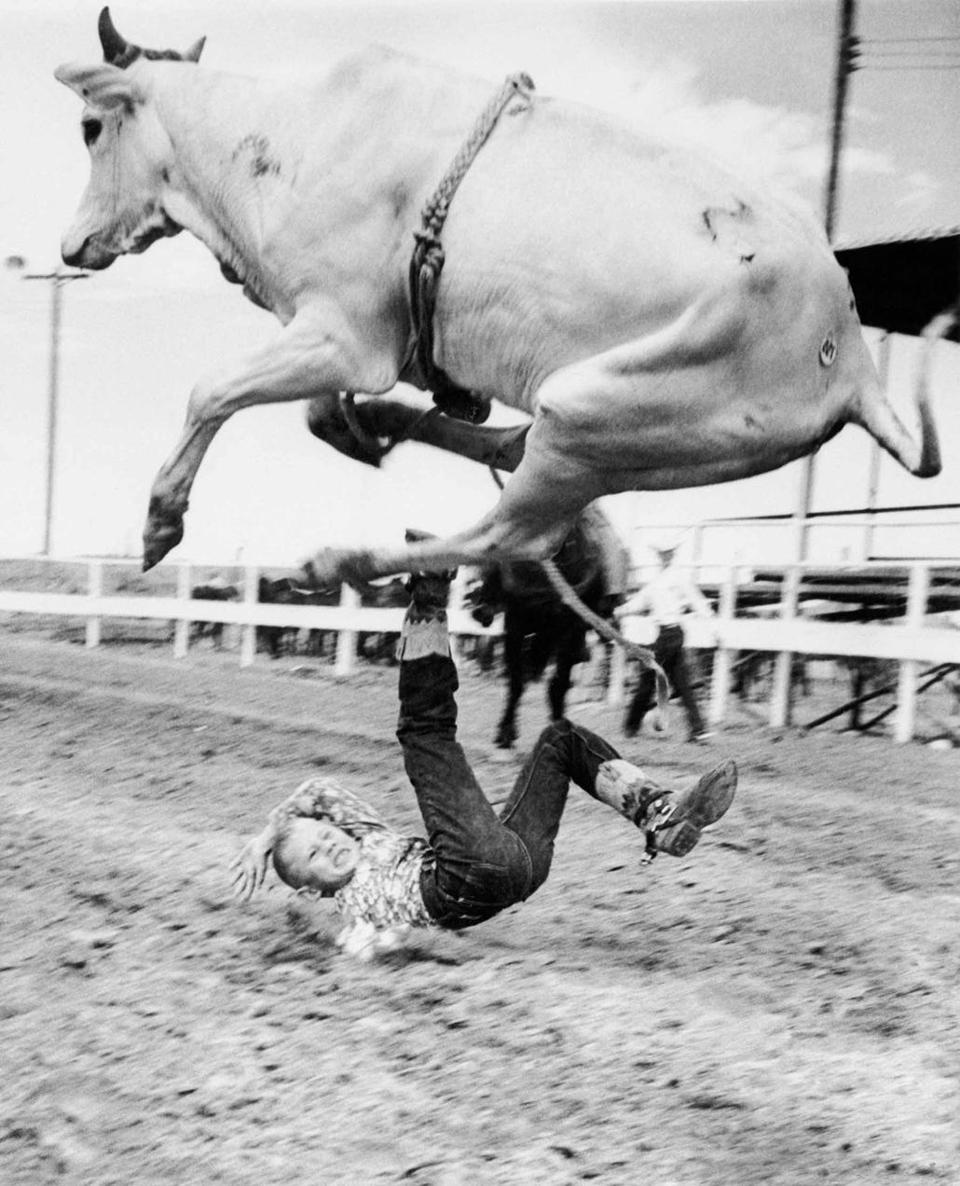 Rodney Goings at the 1960 Cody Stampede in Wyoming demonstrated the danger of - photo 3