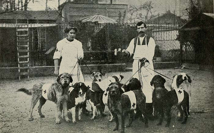 Dogs trained at Neuilly-sur-Seine near Paris for service in the French Army - photo 3