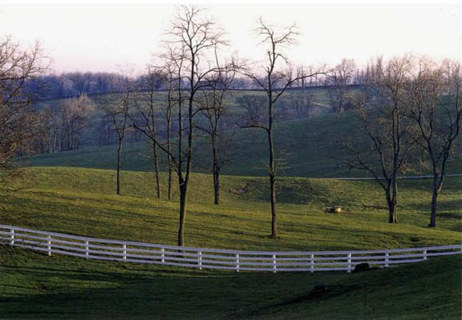 Visitors who stroll along the paths lined with trees wade through the - photo 7