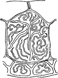 9 Hieroglyphic Turtle Pseudemys hieroglyphica Table of Contents Length - photo 9