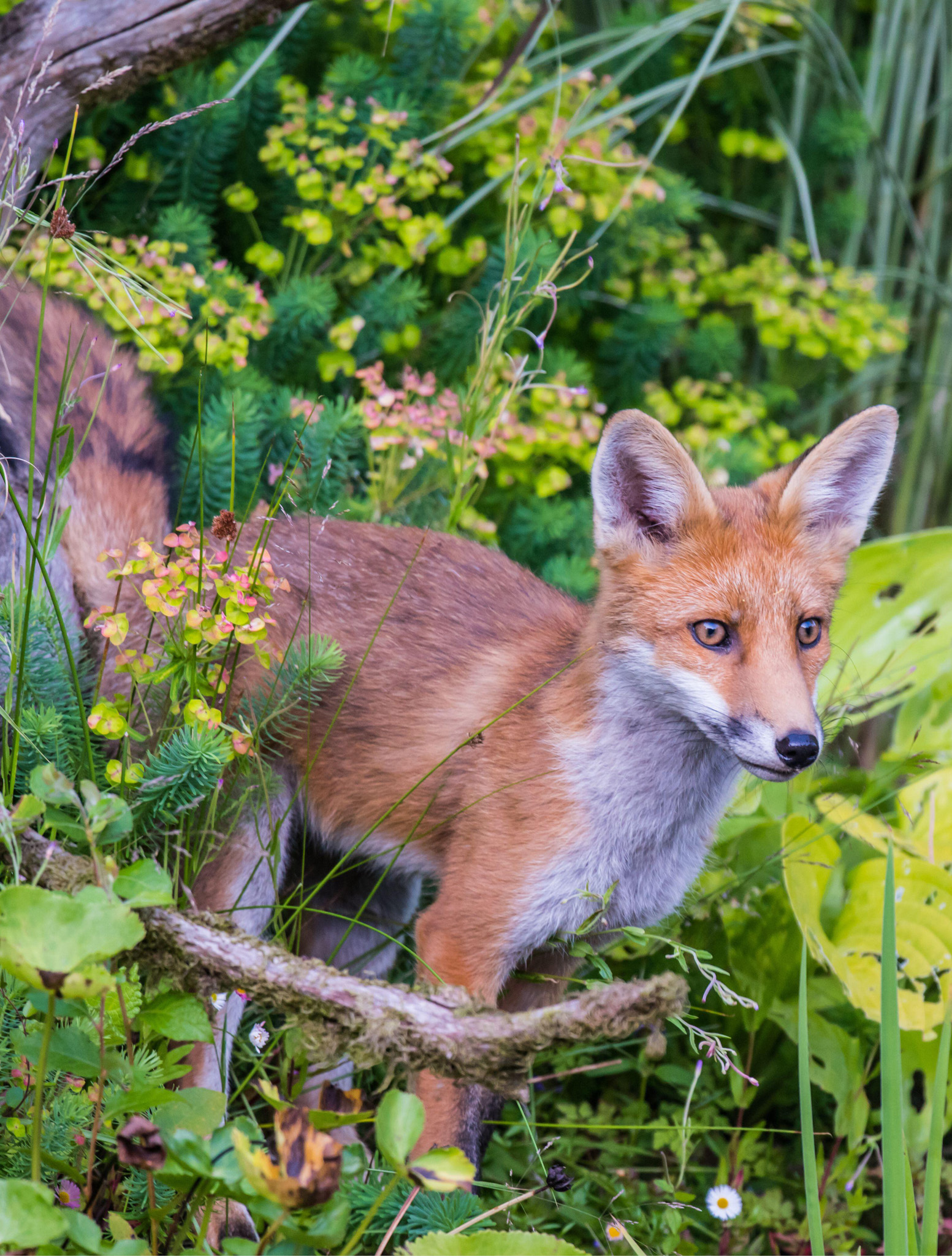 Foxes visit gardens in cities and rural areas using them to hunt and forage - photo 6