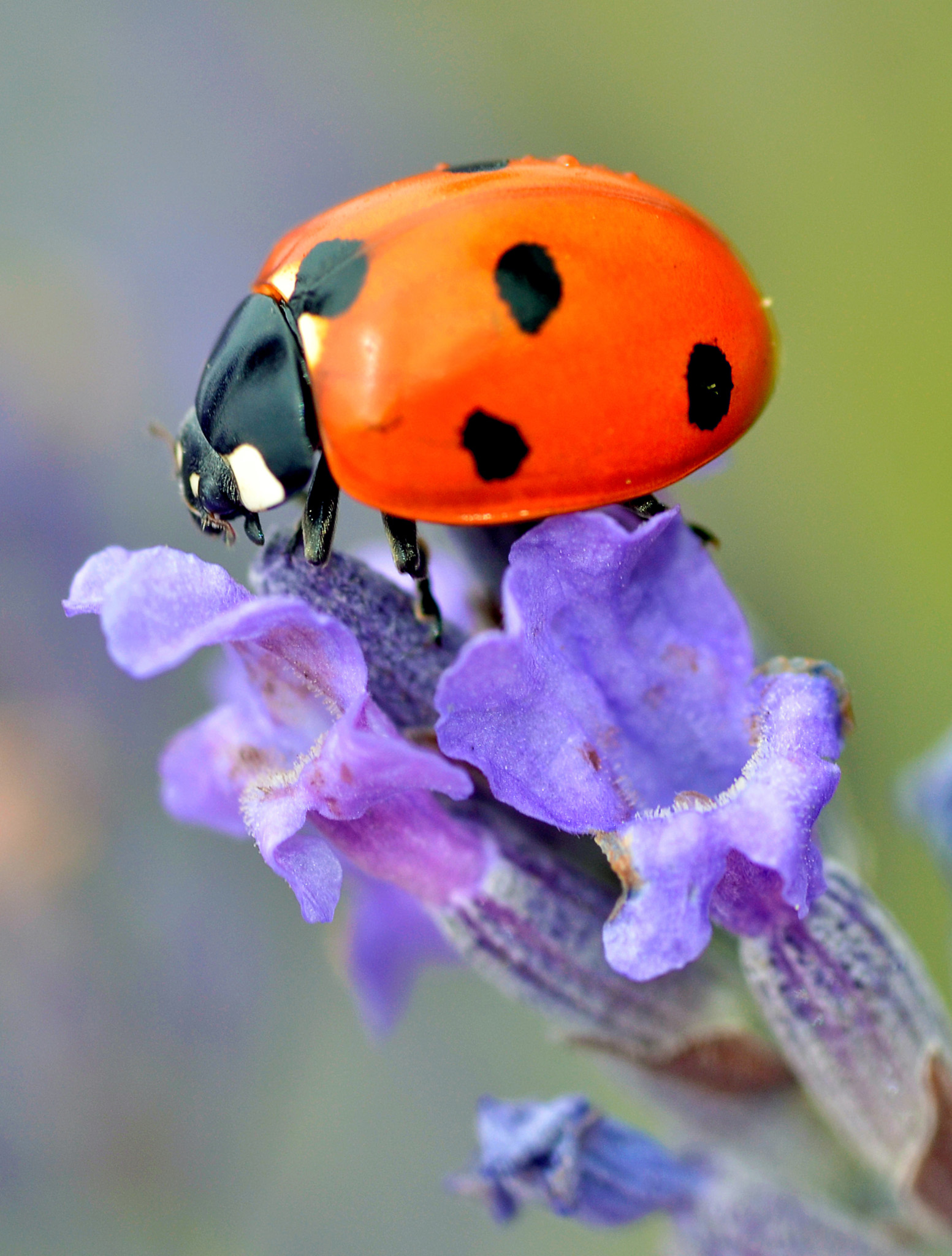 Ladybugs mostly eat other small insects such as aphids which they find on - photo 7