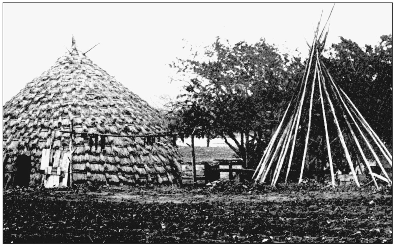 The Wichitas lived in grass houses constructed by both the men and women with - photo 5