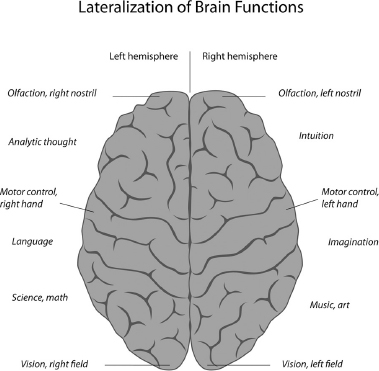 This diagram shows which areas of the brain correspond to the sensory input - photo 3