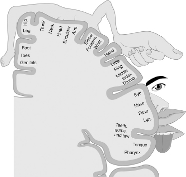 This diagram shows which areas of the brain correspond to the sensory input - photo 4