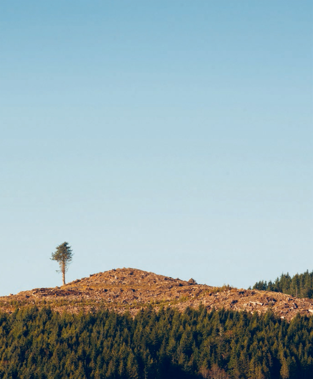 A lone tree is left standing amidst a clearcut on the Oregon coast Ben Moon - photo 6