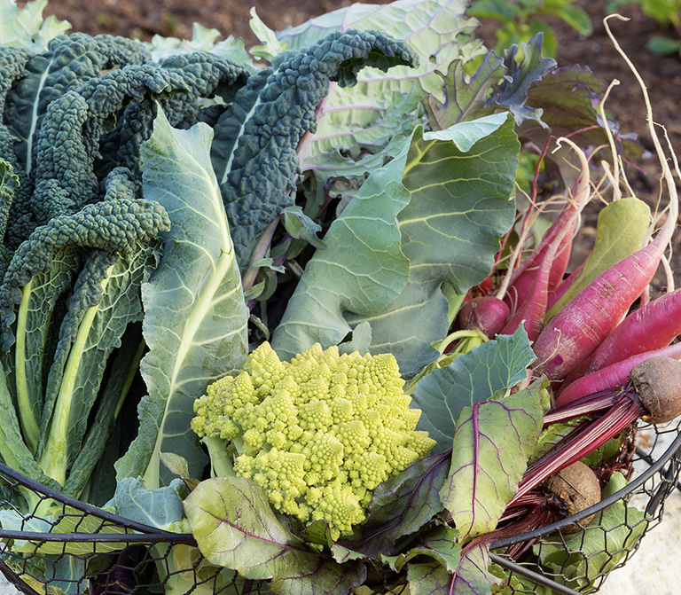 Few things are more rewarding than harvesting homegrown vegetables from ones - photo 2