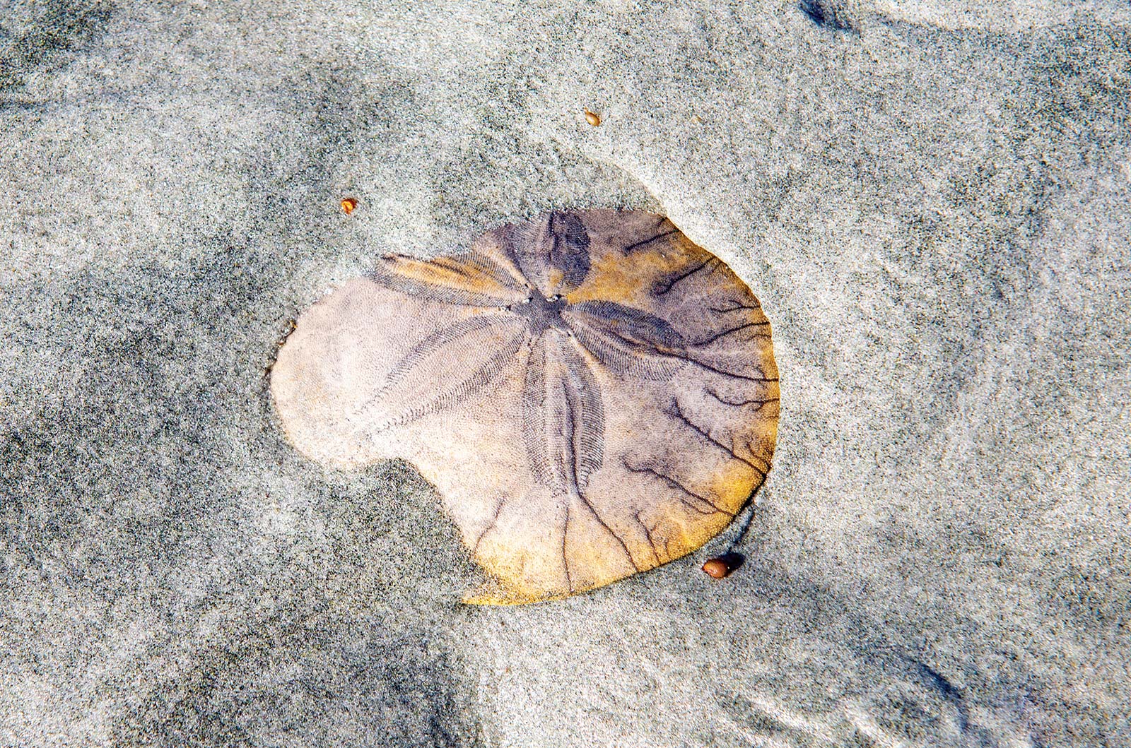 sand dollar on Qualicum Beach water taxi and Fishermans Wharf in Victoria - photo 8